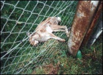 Dead hare