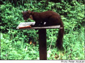 Pine marten at bird table