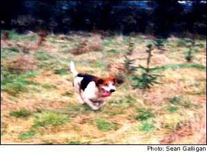 beagle running through forested field