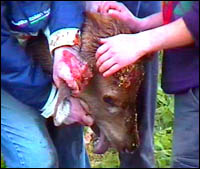 Member of Ward Union Hunt grabbing the ear and mouth of the captured deer. The deer's head is bleeding and its tongue is hanging out.