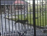 Staghound beyond driveway gate