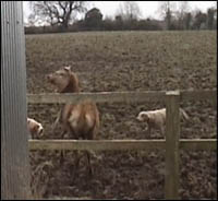 Halted deer beyond a fence with hounds running towards it