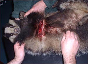 Wounded badger in veterinary surgery