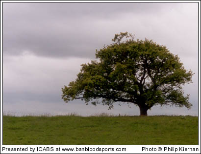 Nature Gallery 1 - Image 4