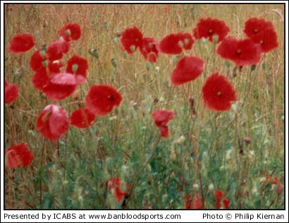 Nature Gallery 1 - Image 5