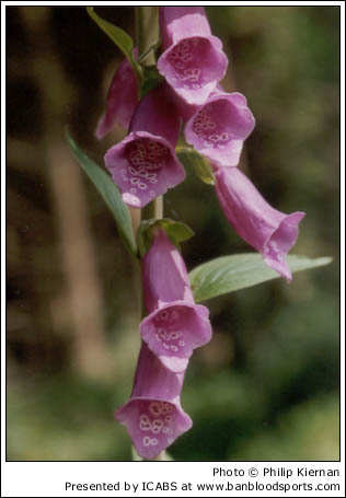 Nature Gallery 1 - Image 8