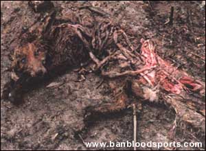 Fox Hunting Gallery - Image 4