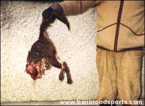 Fox Hunting Gallery - Image 5