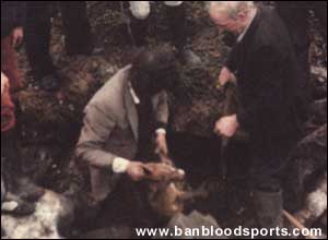 Fox Hunting Gallery - Image 6