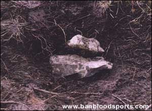 Fox Hunting Gallery - Image 8