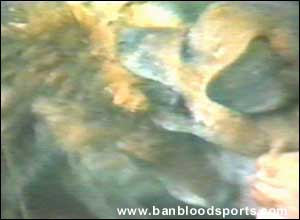 Fox Hunting Gallery - Image 11