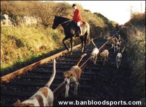 Fox Hunting Gallery - Image 15