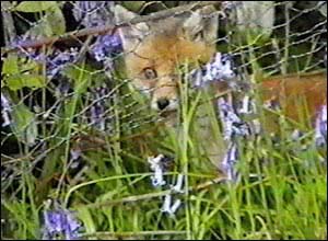 Fox Gallery - Image 1
