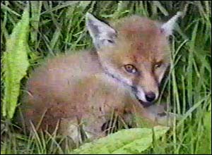 Fox Gallery - Image 2