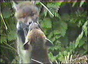Fox Gallery - Image 3