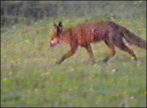 Fox Gallery - Image 4