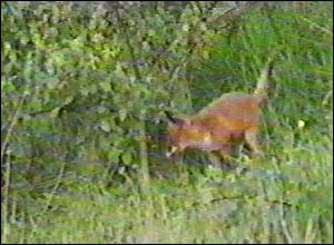 Fox Gallery - Image 5