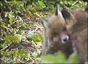 Fox Gallery - Image 6