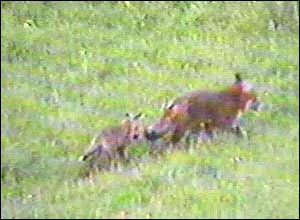 Fox Gallery - Image 7