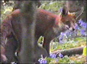 Fox Gallery - Image 9