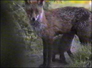 Fox Gallery - Image 10