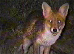 Fox Gallery - Image 11