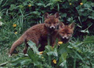 Fox Gallery - Image 12