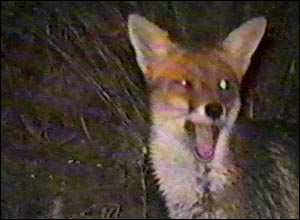 Fox Gallery - Image 13