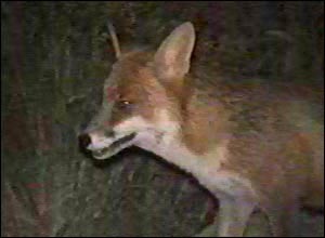 Fox Gallery - Image 14