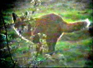 Fox Gallery - Image 15