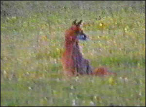 Fox Gallery - Image 16