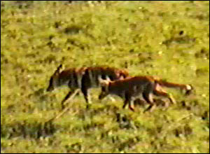 Fox Gallery - Image 18