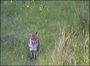 Fox Gallery - Image 19
