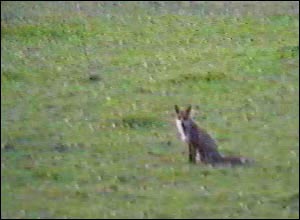 Fox Gallery - Image 20