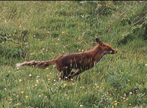 Fox Gallery - Image 21