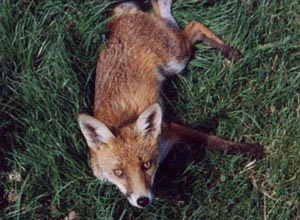 Fox Gallery - Image 22