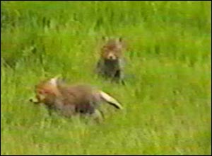 Fox Gallery - Image 24