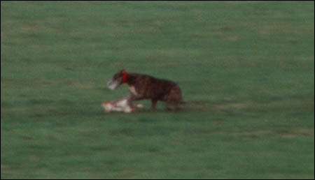 Hare Coursing Gallery - Image 7