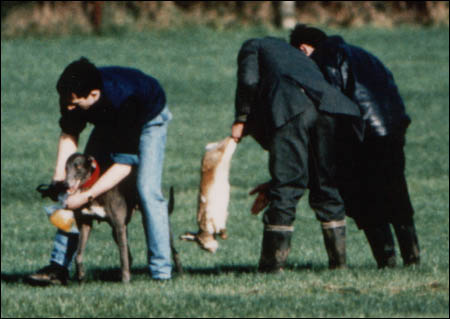 Hare Coursing Gallery - Image 8