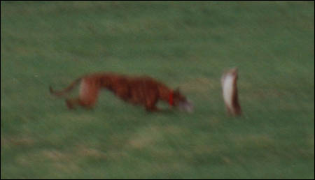 Hare Coursing Gallery - Image 10