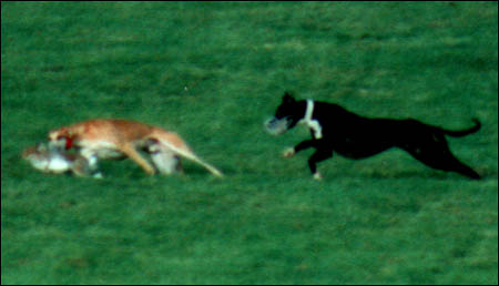 Hare Coursing Gallery - Image 12