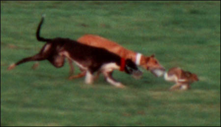 Hare Coursing Gallery - Image 13
