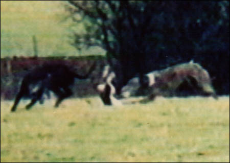 Hare Coursing Gallery - Image 16