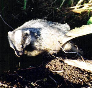 Dead badger with wire snare around body
