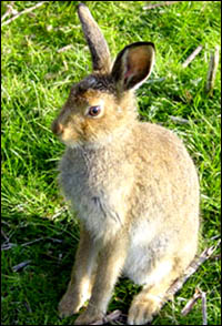 Irish Hare
