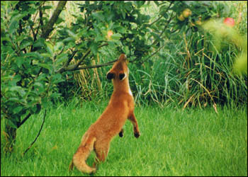 Fox on back legs reaching apple