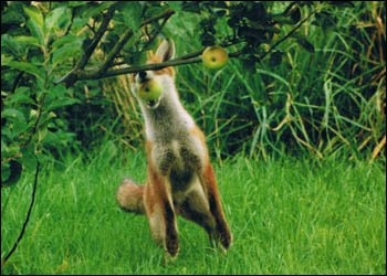 Fox on back legs gripping apple in mouth