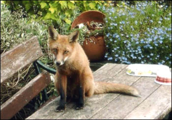 Red fox on wooden garden table