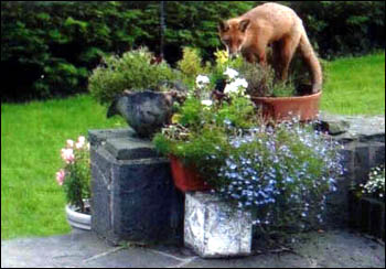 Fox on wall next to flower pots