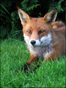 red fox photo by clodagh blake